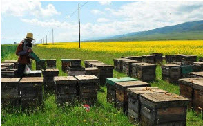 农村养蜂卖蜂蜜创业